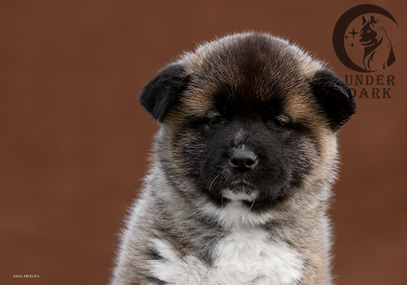 Щенки Американской акиты